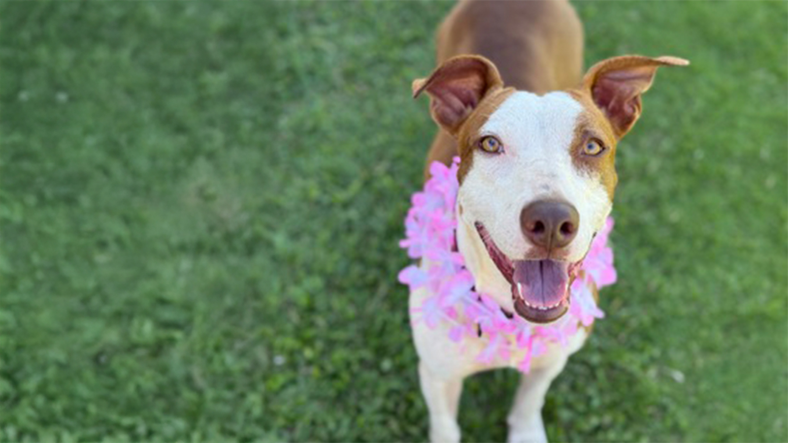 Pet of the Week: Barber | News, Sports, Jobs - Maui News